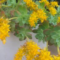 Pianta di Sedum 