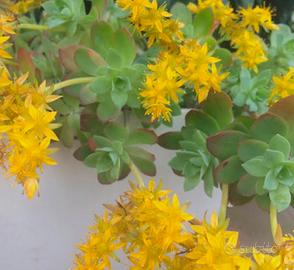 Pianta di Sedum 