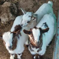 Capretti tibetani taglia piccola