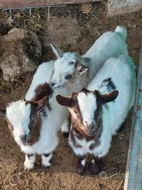 Capretti tibetani taglia piccola