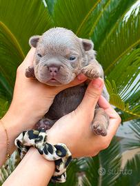 Bulldog francese