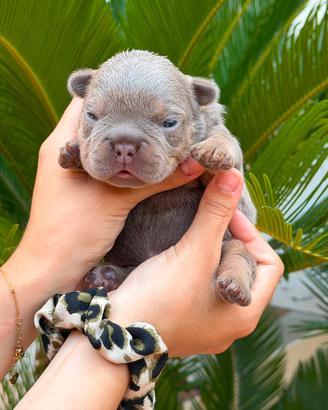 Bulldog francese