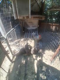galline amrock 