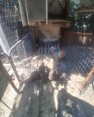 galline amrock 