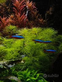 myriophyllum green pianta acquario