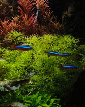 myriophyllum green pianta acquario