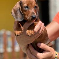 Cucciola bassotta pelo corto con pedigree