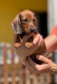 Cucciola bassotta pelo corto con pedigree