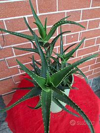 vaso di Aloe Arborescens