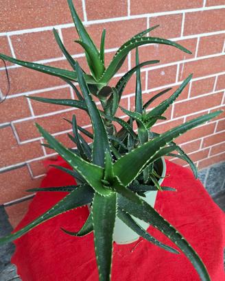 vaso di Aloe Arborescens