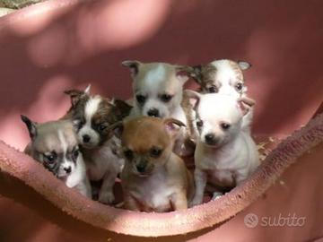 Chihuahua mini toys mini
