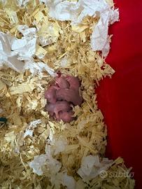 Cuccioli di criceto russo