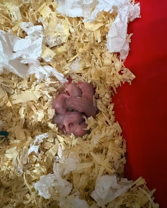 Cuccioli di criceto russo