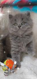 Gattina scottish straight ( British) longhair