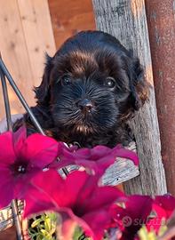 maltipoo toy 