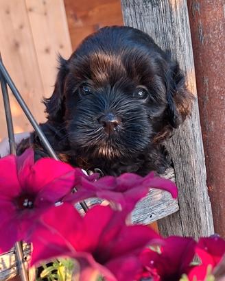 maltipoo toy 