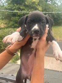 Cuccioli pitbull