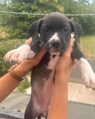 Cuccioli pitbull