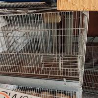 gabbir per pappagalli 