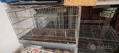 gabbir per pappagalli 