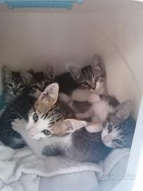 Troviamo una casa ai micetti
