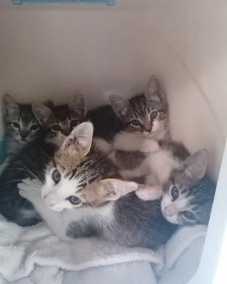 Troviamo una casa ai micetti