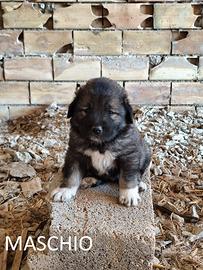 Cuccioli Pastore del Caucaso
