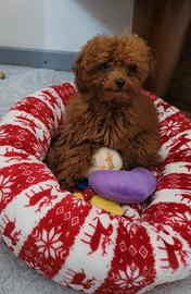 Barboncino femmina minitoy red