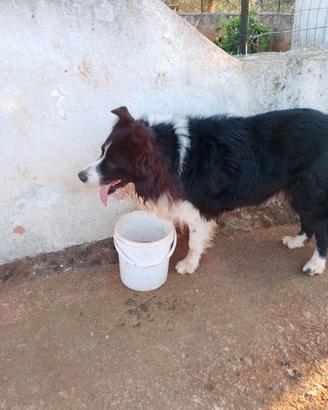 Border Collie