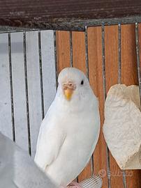 Pappagallini cocorite