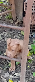 Pitbull Pit bull ukc Red nose