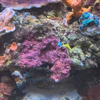 Rocce vive - acquario marino