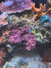 Rocce vive - acquario marino