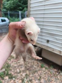 Furetto albino