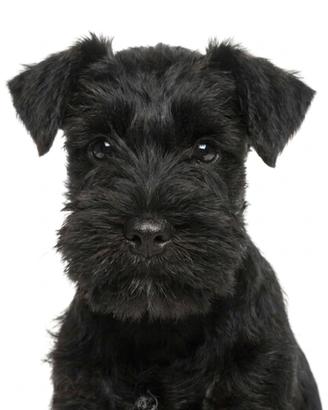 Cuccioli di schnauzer nano Genova