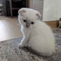 Gattini British Scottish fold