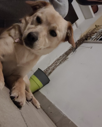 Dalila