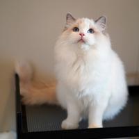 Ragdoll maschio con pedigree