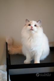 Ragdoll maschio con pedigree