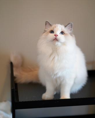 Ragdoll maschio con pedigree