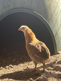 Pulcini razza auracana uova blu