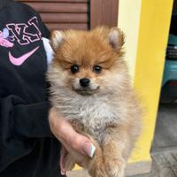 Cucciola di Pomerania