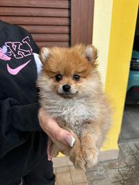 Cucciola di Pomerania