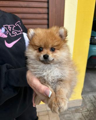 Cucciola di Pomerania