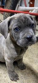 Cane corso
