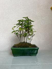 Bonsai di acero tridente