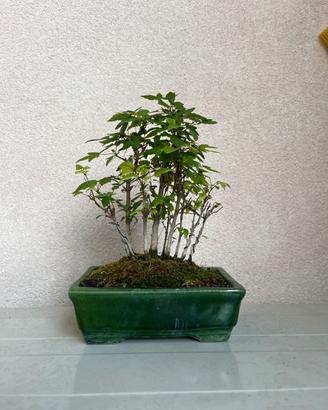 Bonsai di acero tridente