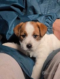 Femmina cucciola di jack Russell