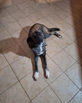 Thor