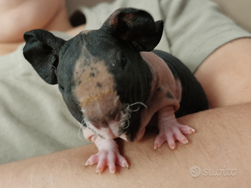 Cavia nuda skinny pig